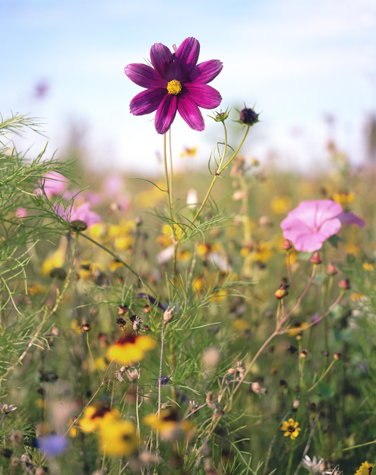 Les fleurs immergées : zoom sur une tendance florale design – Polhine